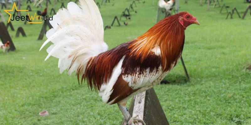 Kinh Nghiệm Nuôi Gà Đá Từ Sư Kê Thâm Niên Tại Jeetwin 8 Kinh Nghiệm Nuôi Gà Đá Từ Sư Kê Thâm Niên Tại Jeetwin