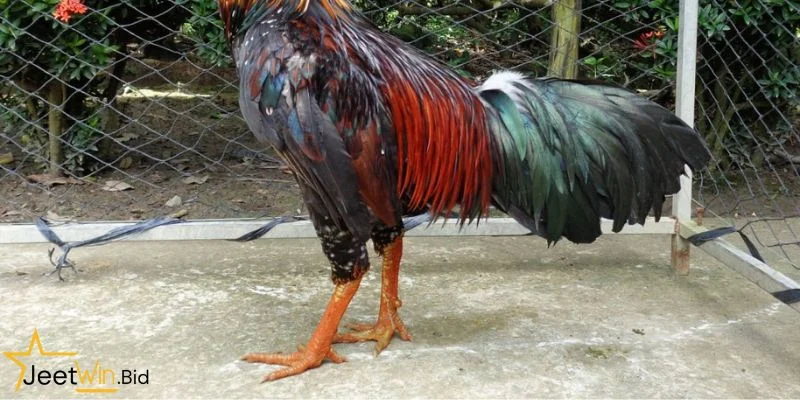 Chọn đúng giống gà đặt nền móng vững chắc cho cả quá trình nuôi dưỡng sau này.