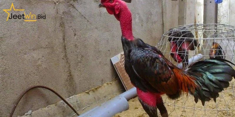 Chế độ dinh dưỡng rất quan trọng khi nuôi gà chọi đá.